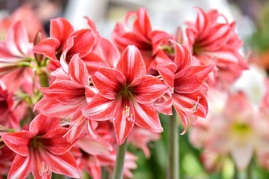 Hippeastrum Sudafrica