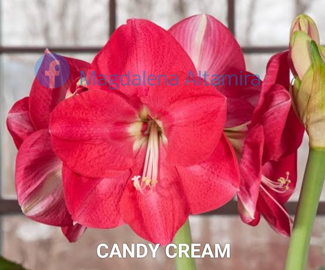 Candy Cream Altamira Plantas