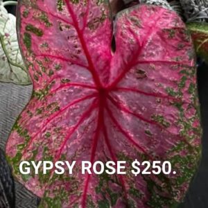 Gypsi Rose