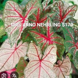 Mrs Arno Nehrling