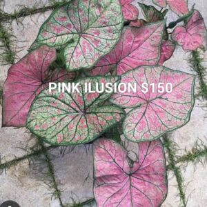 Pink Ilusion