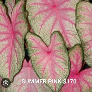 Summer Pink