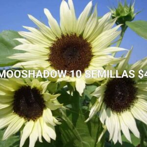 180 SEMILLAS GIRASOL