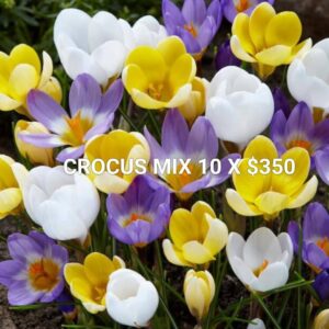 Crocus Mix