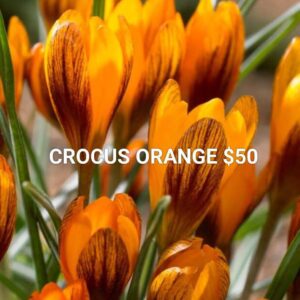 10 Crocus Orange