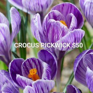 10 Crocus Pickwick