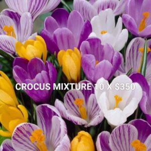 Crocus Mixture