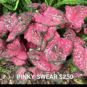 Pink Swear
