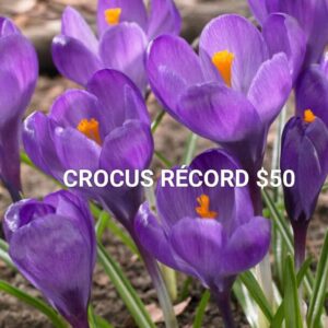 10 CROCUS RECORD
