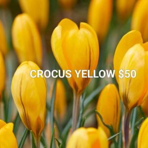 10 CROCUS YELLOW